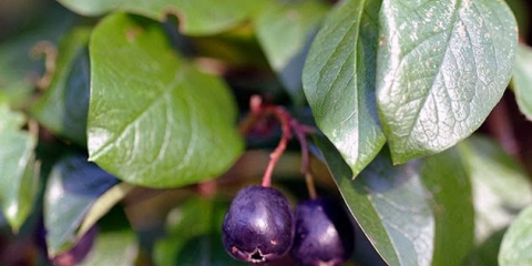 Cotoneaster chokeberry